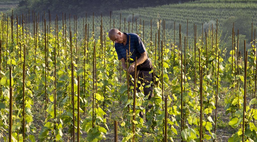 Italian winemaker who uses kvevri technology - How he discovered Georgia looking for perfection geotv.ge